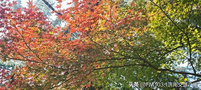 公园景区秋色图鉴,这几处必打卡