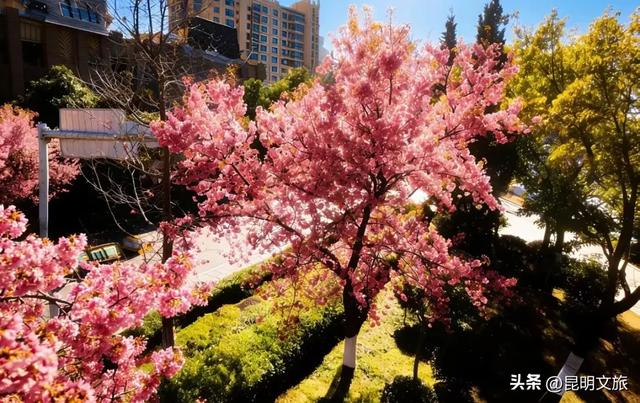 美炸！美炸！全国裹貂我赏樱！昆明最全冬樱赏花攻略来了，周末快冲~
