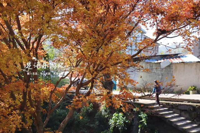 这里不愧是文化名村与景区村庄，银杏与红枫相映，美得一塌糊涂