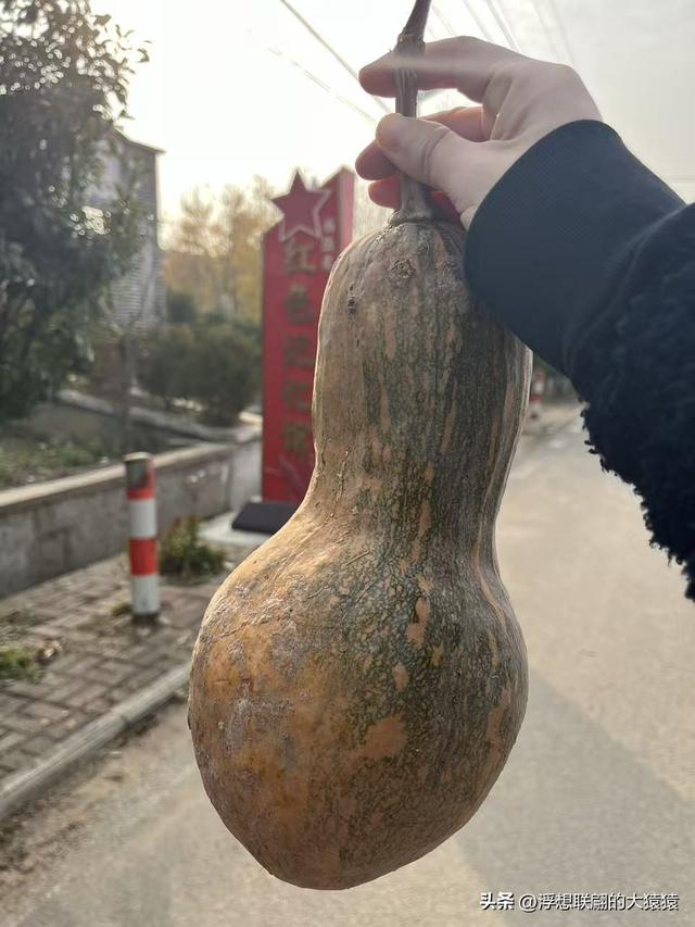 泰安肥城西陆房村里的大白菜