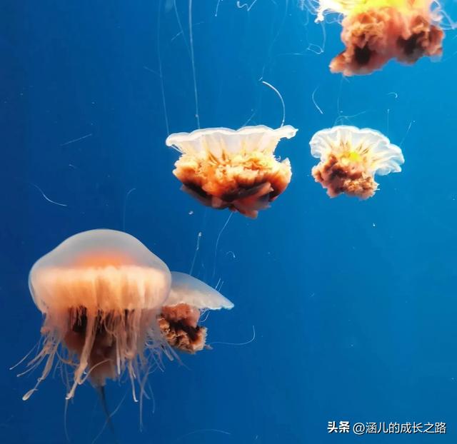 最新天津极地海洋馆一日游攻略——亲测实用!所有演出都可看完!