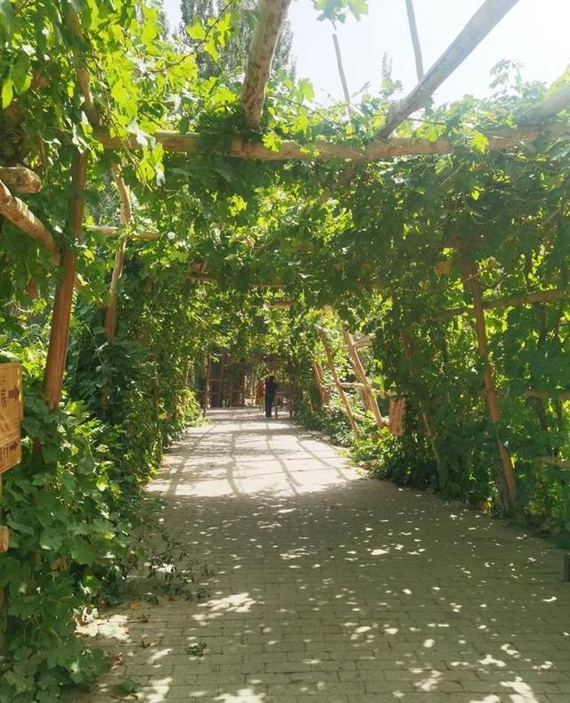 游新疆吐鲁番的坎儿井和葡萄沟