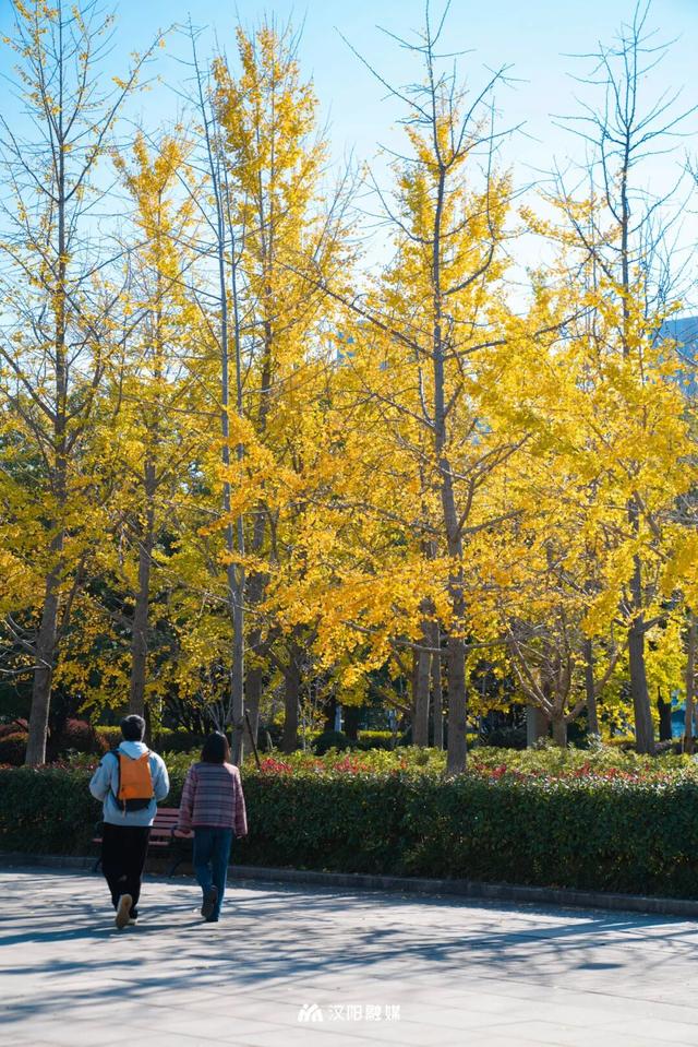限时绝美！汉阳全城颜值巅峰，零换乘直达