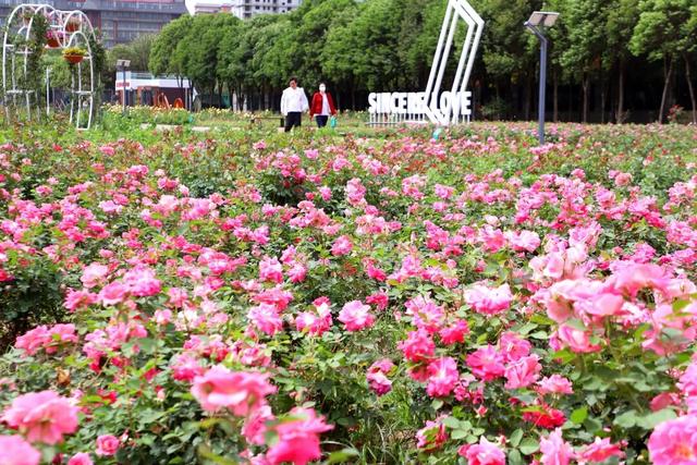 【春季赏花 畅游南阳】这个春天 “南阳花事”美出新境界