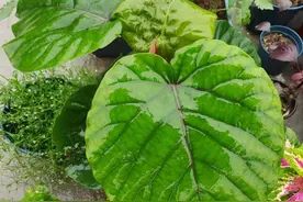 耐阴或喜欢阳光的7种大型绿植，看看哪一种适合你家图片