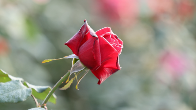 2026深圳国际月季文化年，精彩不打烊！