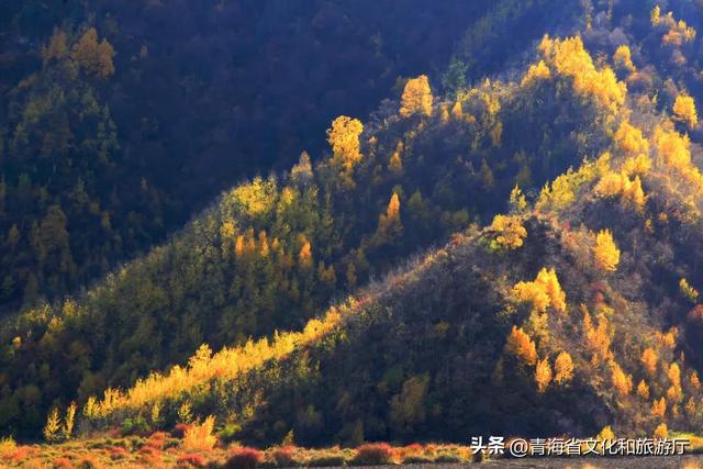 谁还没被青海秋景惊艳过？这8处网友力荐打卡地，承包你的秋日旅行！