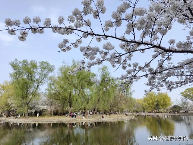 北京玉渊潭,赏樱正当时