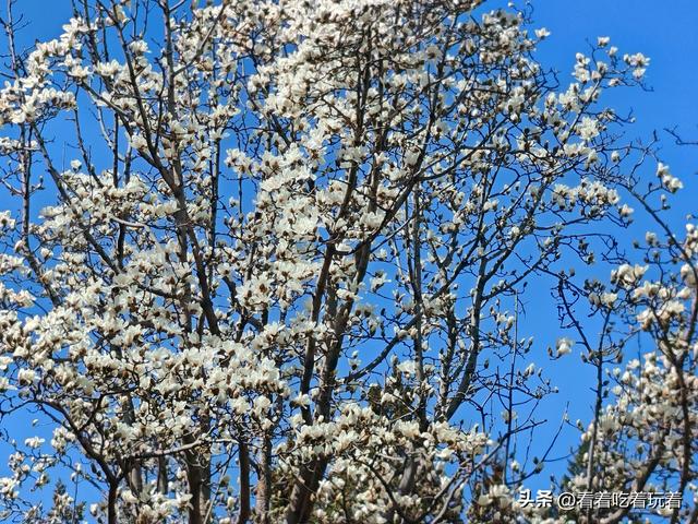 北京公园赏花记