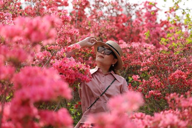 满山遍野的映山红