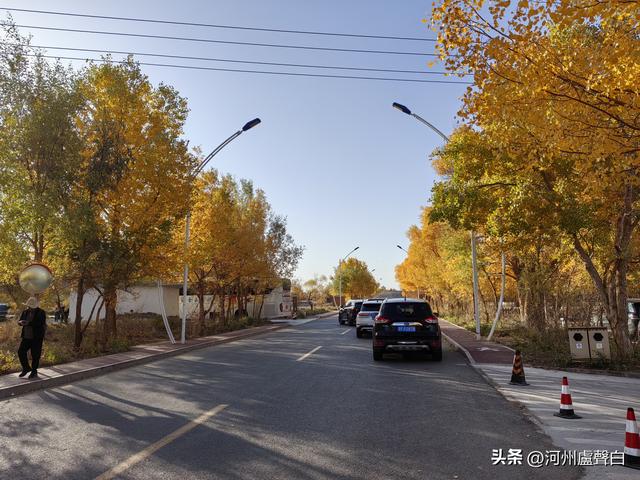 额济纳旗胡杨林