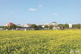 速来！油菜花、樱花都开了！就在厦门这些地方……图片