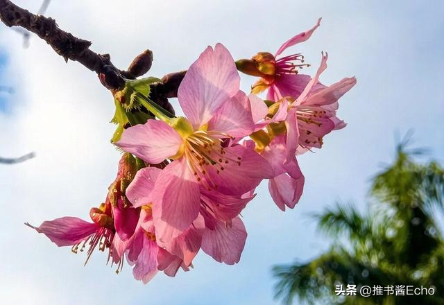 这个免费的公园的樱花开了，地铁可以到哦！