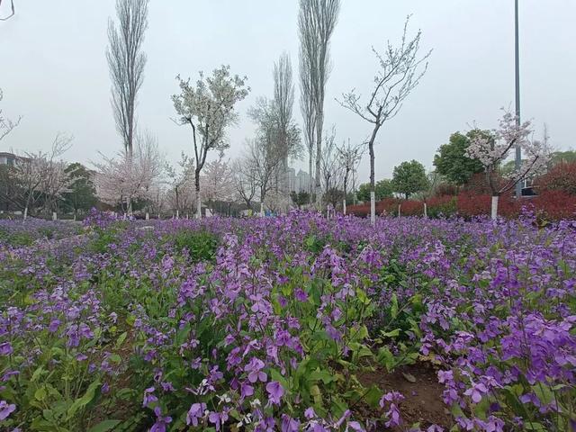 2026年漯河赏花地图上线：春暖花开寻芳正当时