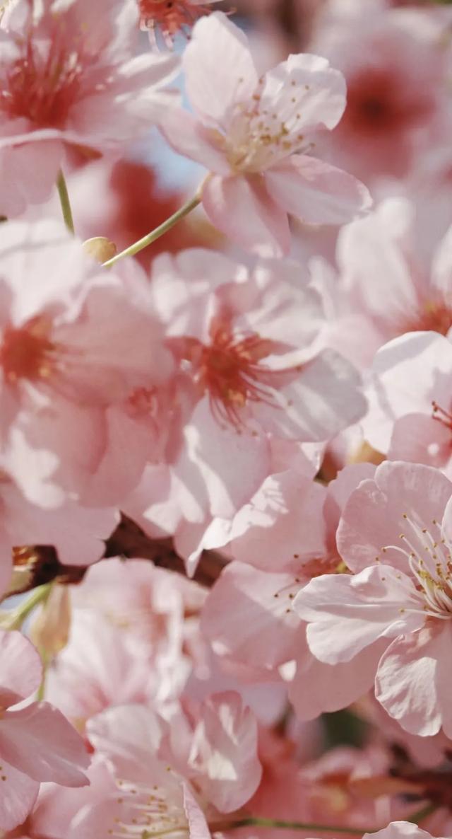 潍坊滨海:不负好春光,赏花指南请收好!