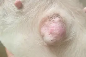 狗狗身上长肿 块，别着急，应对经验都在这！图片