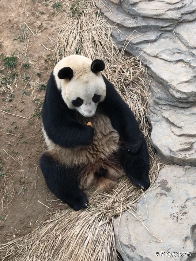 在保定，体验真实版“疯狂动物城”！