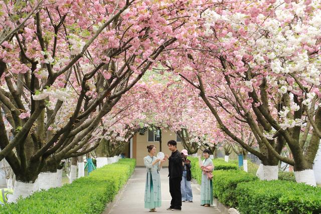 徽县：樱花节会醉游人