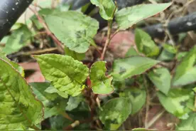 路边发现这种“降火草”，记得采摘带回家，对咽炎、肝炎都有好处图片