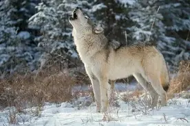 长白山下狼群夜袭军营，炊事班老王用一锅滚烫热汤及火光巧妙驱狼图片