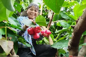 武鸣区府城镇又一种水果迎来丰收季！图片
