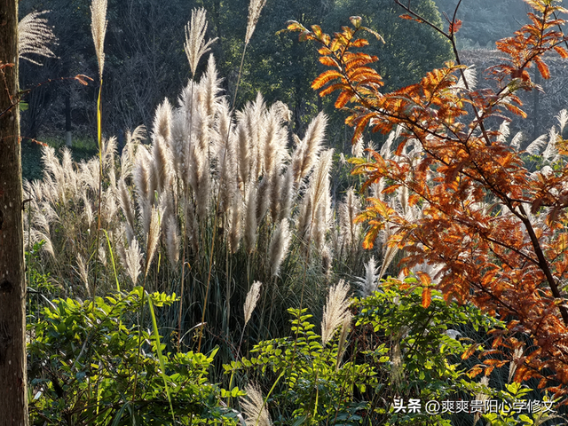 冬日里 修文县白虎山山体公园已换上五彩盛装