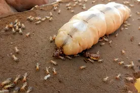 沦为“生育机器”的蚁后，一天产卵3万枚，最后却被子女吃掉图片