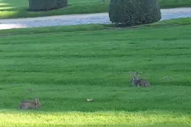 法国小镇兔子泛滥，市长心急如焚求市民开吃：家人们，炖起来！图片