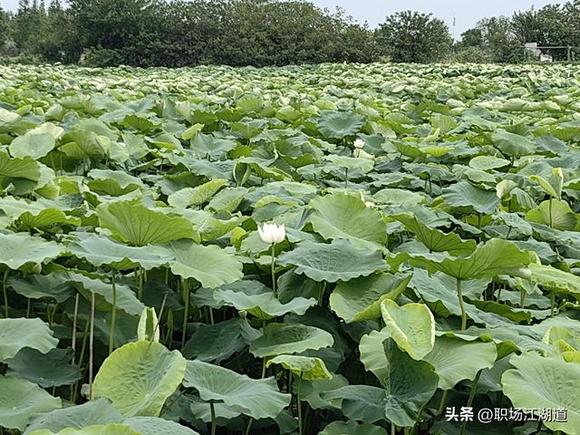 这个新村美得不像话！离上海只有一小时车程，去了还想去！