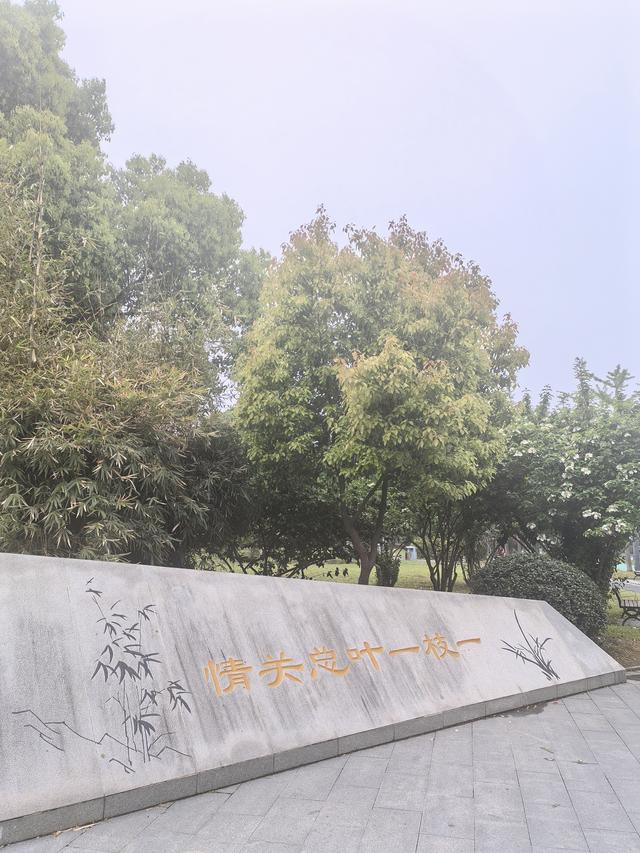 扬州：天下无双的琼花，在廉政广场盛开了