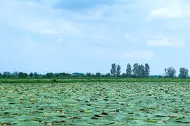 牢记殷殷嘱托 勇闯改革新路 | 安徽阜南蒙洼蓄洪区：从“水患之地”到“生态之福” 人水和谐幸福来图片
