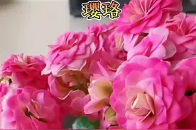 十种颜色超好看的长寿花，你喜欢哪种图片