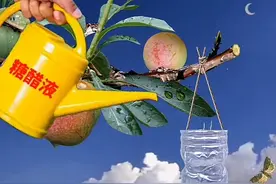 果树诱捕果实蝇糖醋液终极配方图片