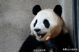 “福宝”今日亮相，咔咔狂炫饭！回国后体重......图片