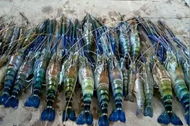 珠江里的河虾变样了？多名钓友钓上蓝色巨虾，居然又是入侵物种？图片