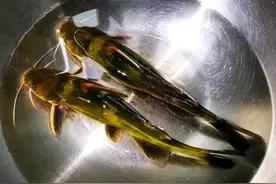 这种黄骨鱼不建议吃，我也今天才知道，很多人一直在买，建议看看图片