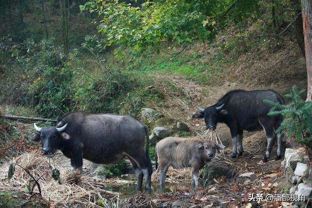 秋色塔川，无梦到徽州