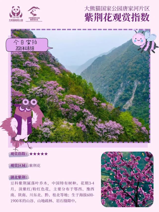 广元不远 周末优选 | 又是紫荆又是奖牌的，唐家河你成功引起了我的注意！