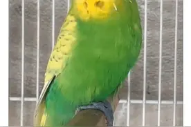 养鹦鹉必读图片