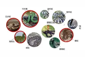 国内每年超20万人被蛇咬伤，怎样才能及时用上救命血清？图片