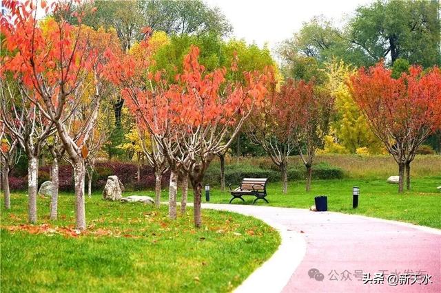 天水弘文园秋景美翻了，快去打卡！