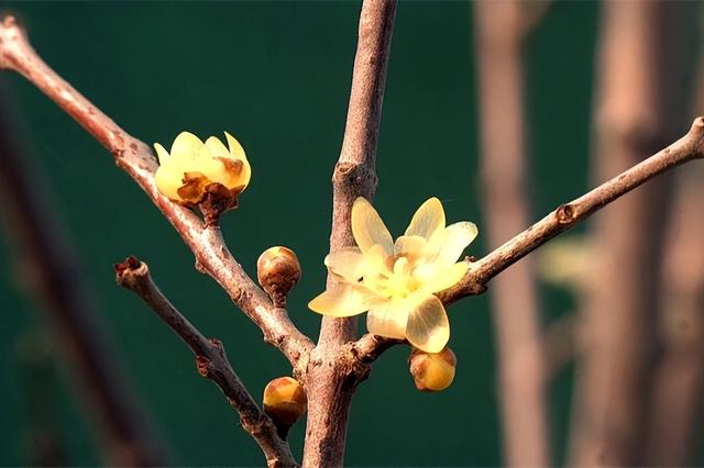 寒风再烈、冬日再冷，蜡梅照样艳压全场！