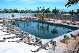 鳄鱼一头盈利十五六万，能吃肉能产皮供不应求，为啥养它的却很少图片