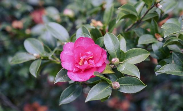 真心奉劝大家，家里不要再养茶花了，都是过来人的经验教训