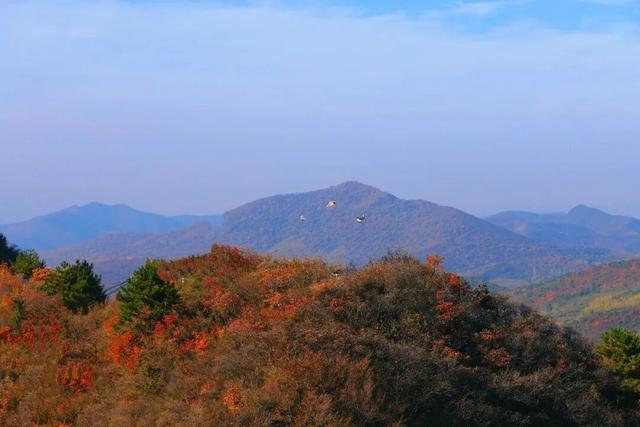渑池坡头红叶拍摄记：一场迟来的秋日邂逅