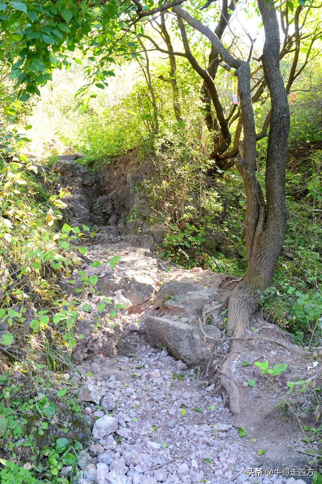 延庆应梦寺（五）：山巅极目收千嶂，林海听风涤尘心