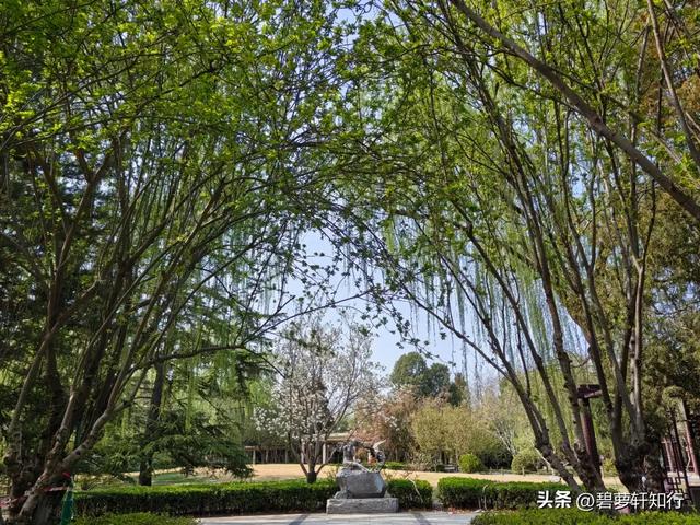 北京玉渊潭，赏樱正当时