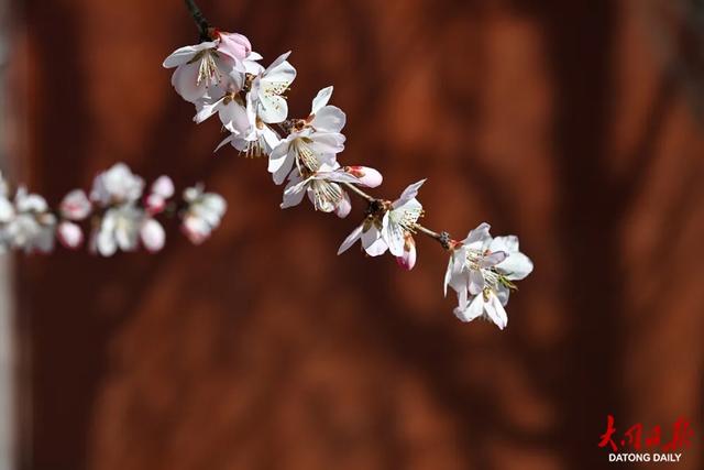 一夜春风花满城,大同古城被装点成浪漫的春日画卷~