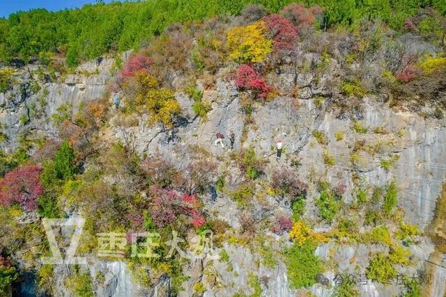 红叶季，在枣庄抱犊崮崖壁上拍到我的人生照片！