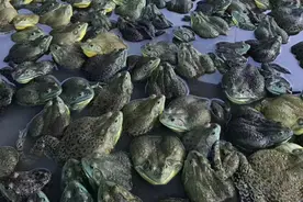 亏成狗了！很多牛蛙养殖户恐慌性卖蛙，两个月暴跌3.3元/斤！图片